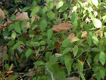 210228_koyaboki1.jpg