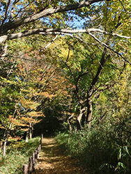 210228_zokibayasi4.jpg