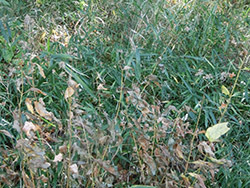 210301_hiyodori_b2.jpg