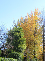 210301_ityo.jpg