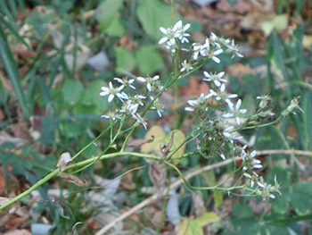210301_sirayama_g.jpg