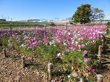 210302_cosmos2.jpg