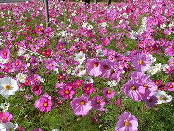 210302_cosmos4.jpg