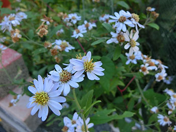 210302_nokon_g.jpg