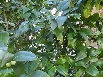 210302_tubaki3.jpg