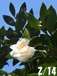 210406_tubaki1.jpg